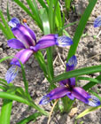 Iris - Vilkdalgis - Iris graminea